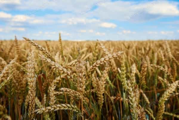 اليمن: مبادرات فردية للعودة الى زراعة القمح