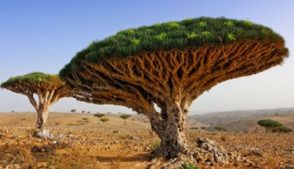 فتح باب الانضمام لبرنامج المفاوضين الشباب بشأن المناخ